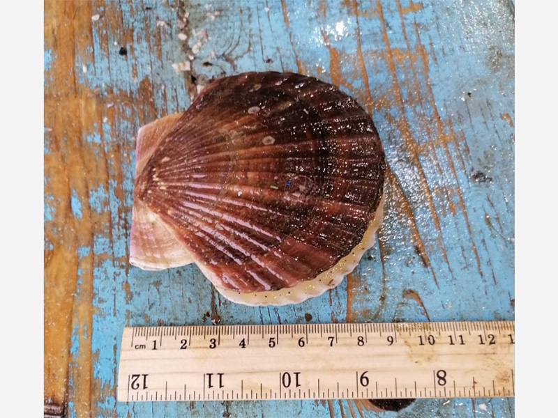 海鮮